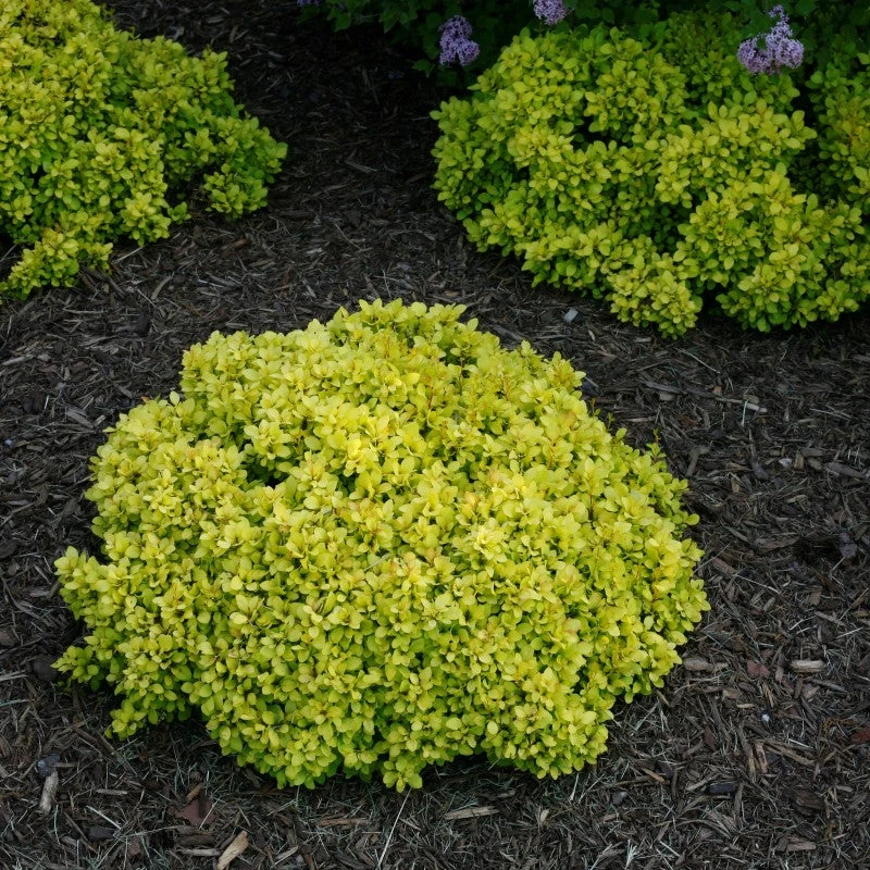 Sunjoy® Mini Saffron Barberry - Image 2