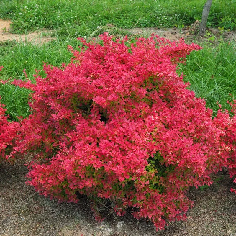 Sunjoy Neo® Barberry - Image 3