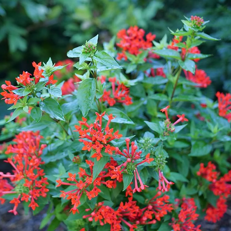 Estrellita™ Scarlet Firecracker Bush - Image 2