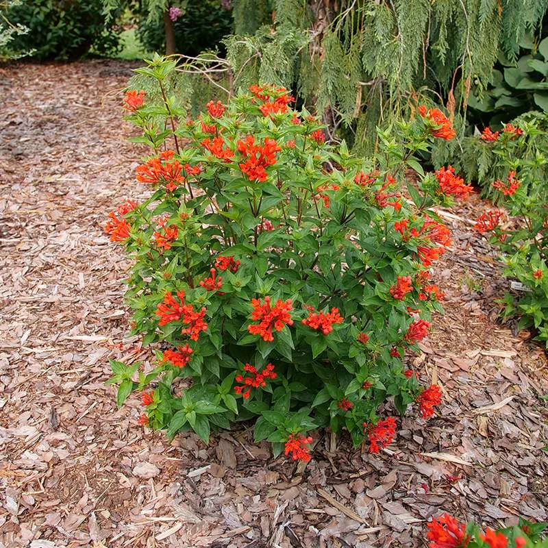 Estrellita™ Scarlet Firecracker Bush - Image 4
