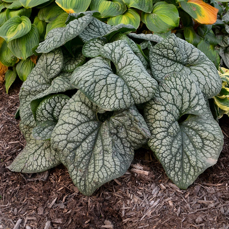 'Jack Of Diamonds' Siberian Bugloss - Image 4