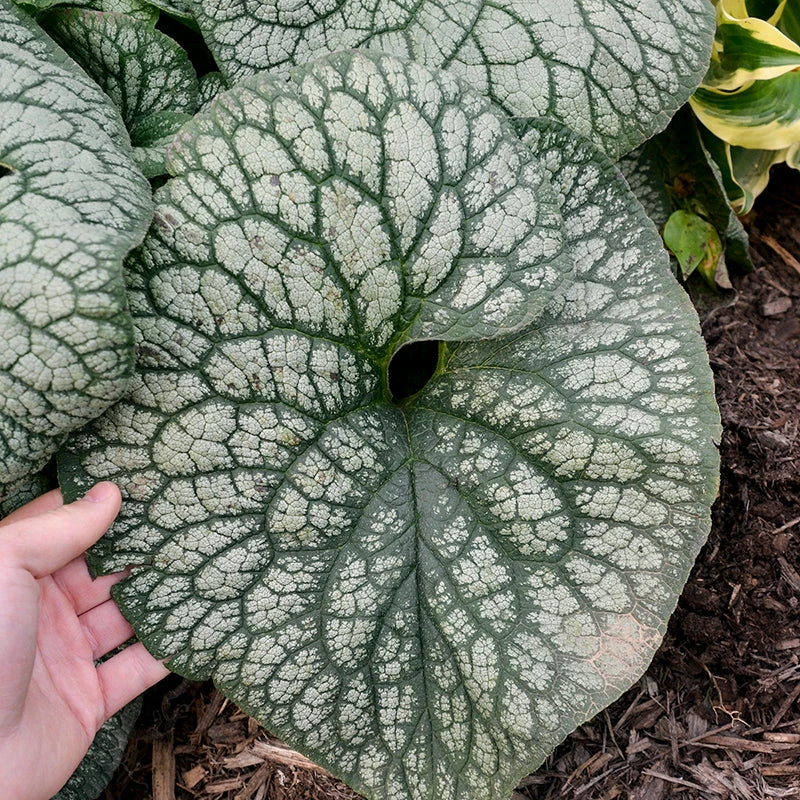'Jack Of Diamonds' Siberian Bugloss - Image 2