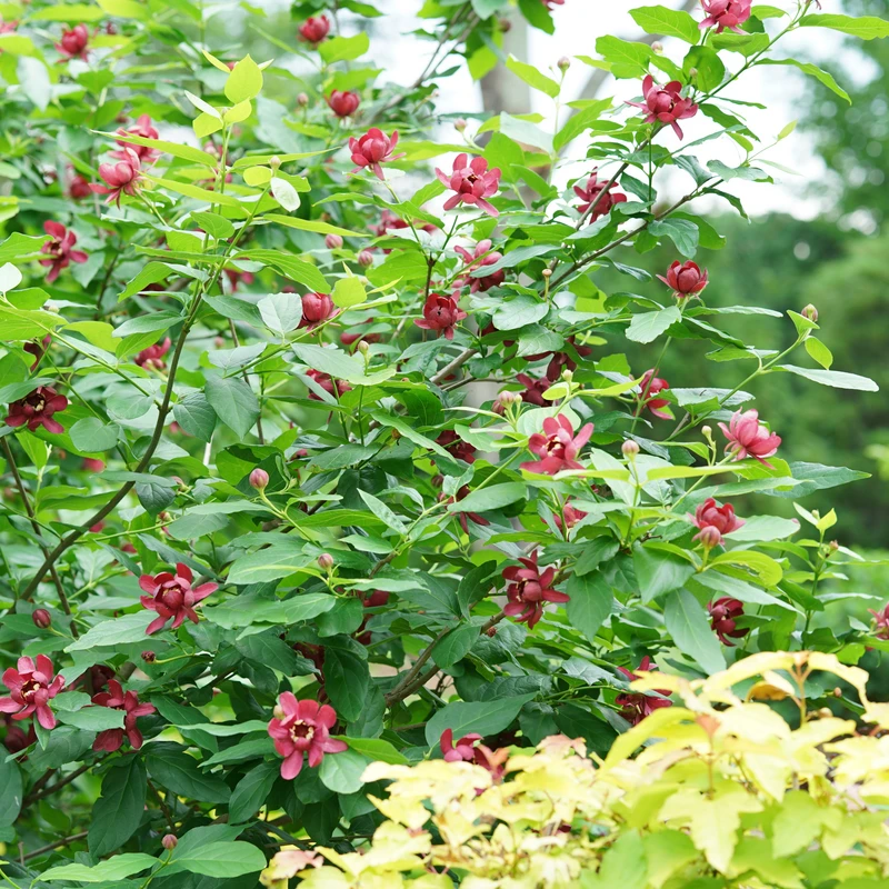 'Aphrodite' Sweetshrub - Image 2