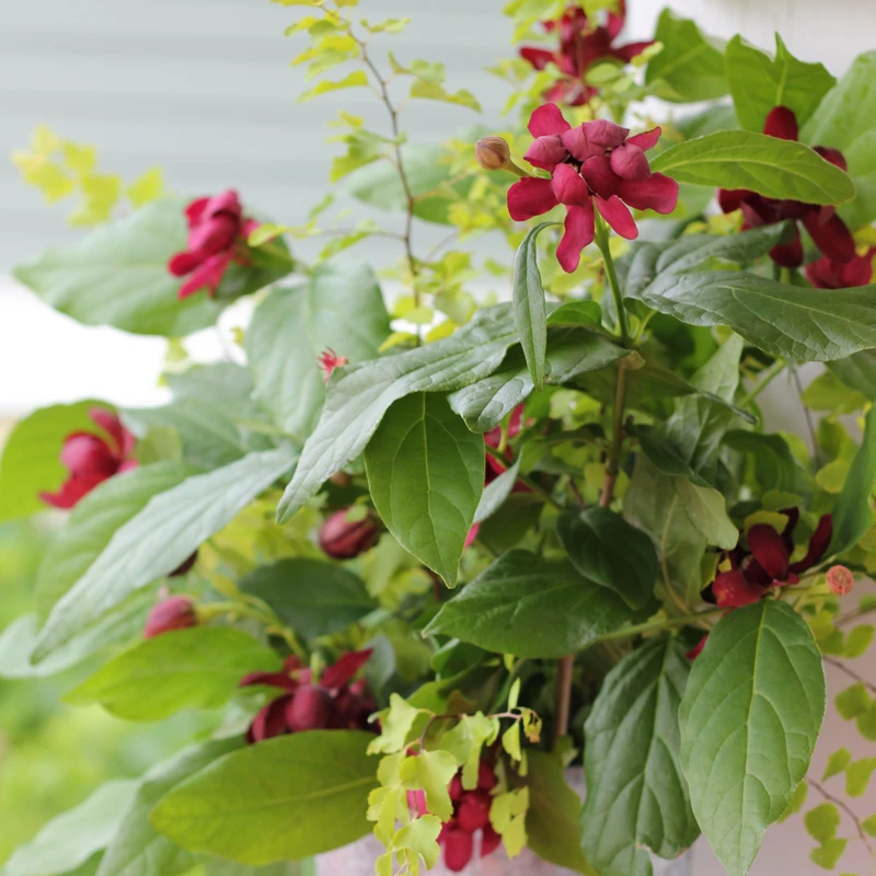 'Aphrodite' Sweetshrub - Image 3