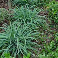Bunny Blue® 'Hobb' Sedge