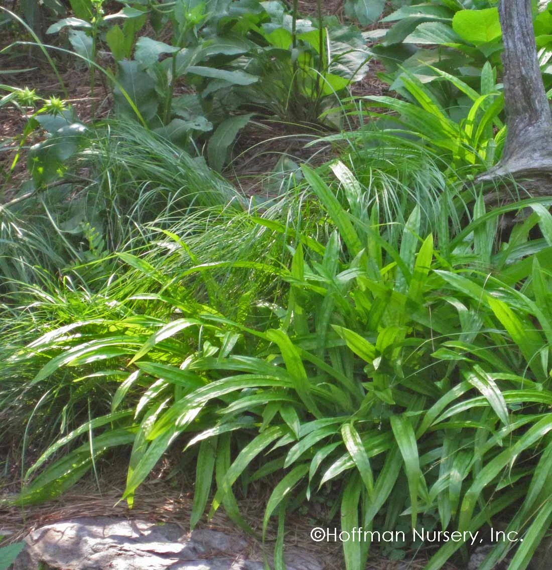 Plantain-Leaf Sedge - Image 2