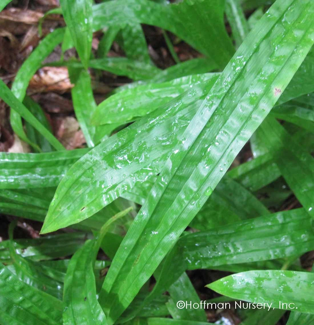 Plantain-Leaf Sedge - Image 3