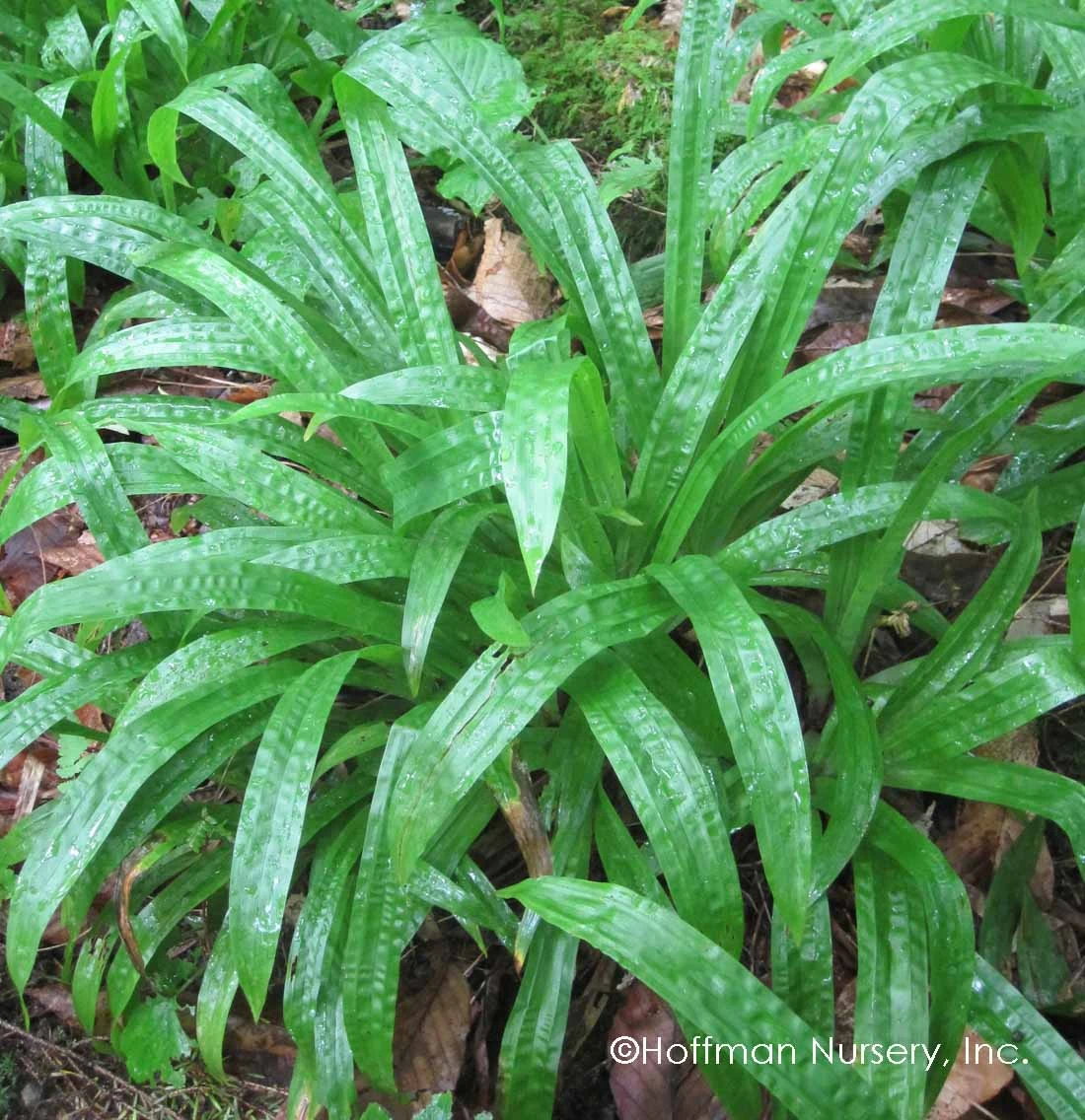 Plantain-Leaf Sedge - Image 4