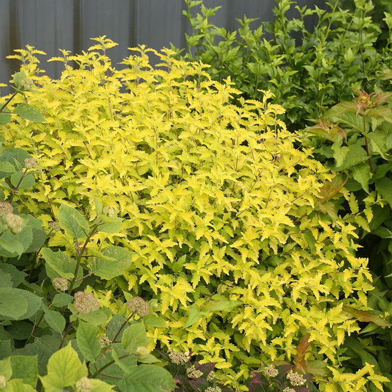 Sunshine Blue® II Bluebeard - Image 2