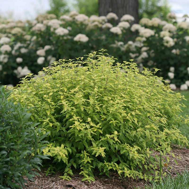 Sunshine Blue® II Bluebeard - Image 4