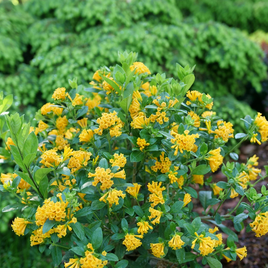 Juiced™ Orange Jessamine - Image 2