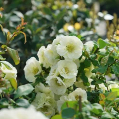 Double Take Eternal White™ Flowering Quince