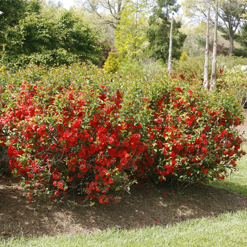 Double Take Orange™ Flowering Quince - Image 3