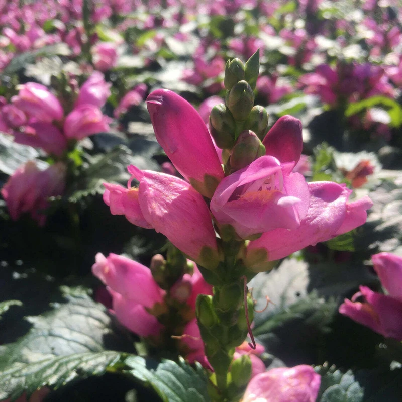 'Hot Lips' Pink Turtlehead (Chelone) - Image 3