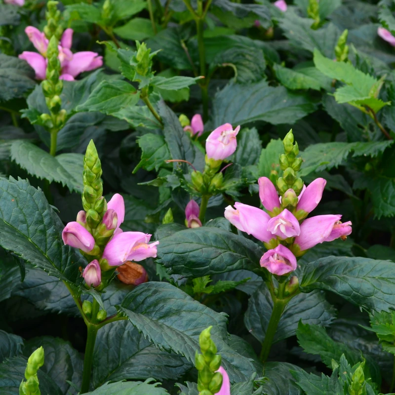 'Hot Lips' Pink Turtlehead (Chelone) - Image 5