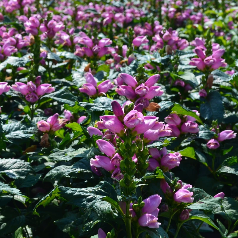 'Hot Lips' Pink Turtlehead (Chelone)