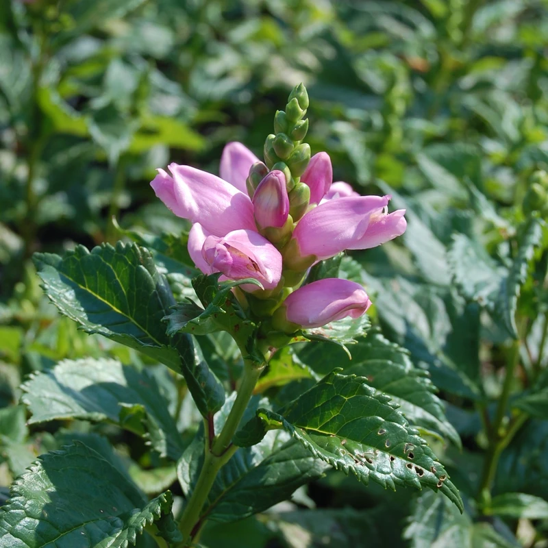 'Hot Lips' Pink Turtlehead (Chelone) - Image 4