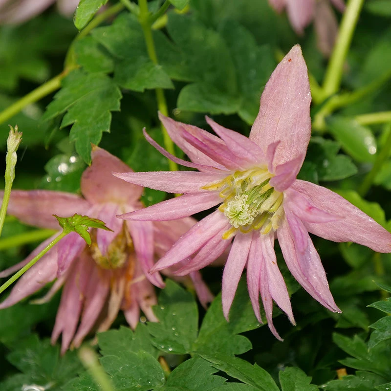 Sparky® Pink Clematis - Image 2