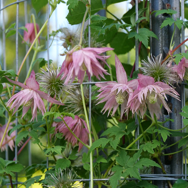 Sparky® Pink Clematis - Image 3