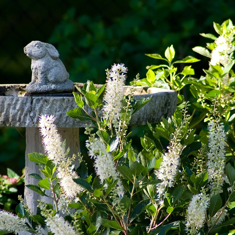 Vanilla Spice® Summersweet - Image 2