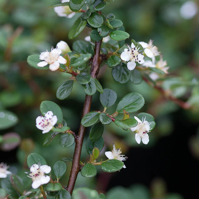 Little Dipper® Cotoneaster - Image 2