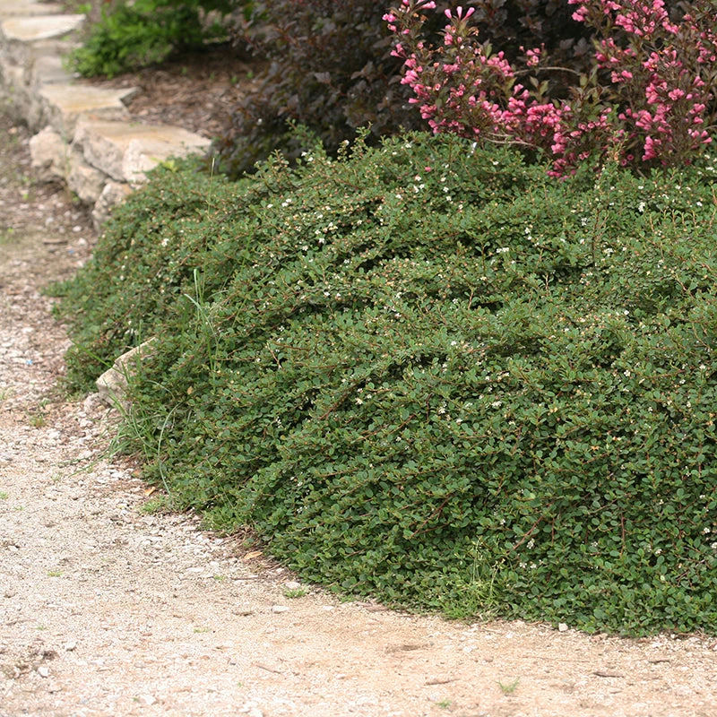 Little Dipper® Cotoneaster - Image 3