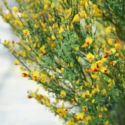 Sister Disco® Scotch Broom