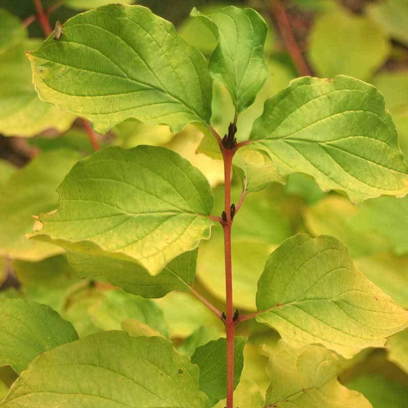 Arctic Sun® Dogwood - Image 2