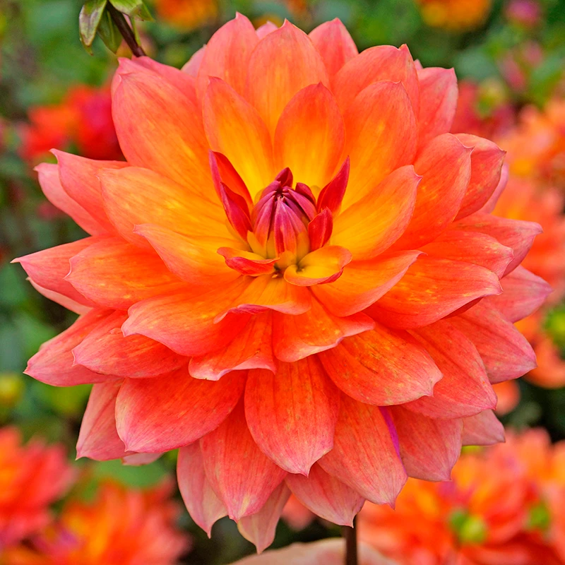 'Firepot' Dahlia - Image 2