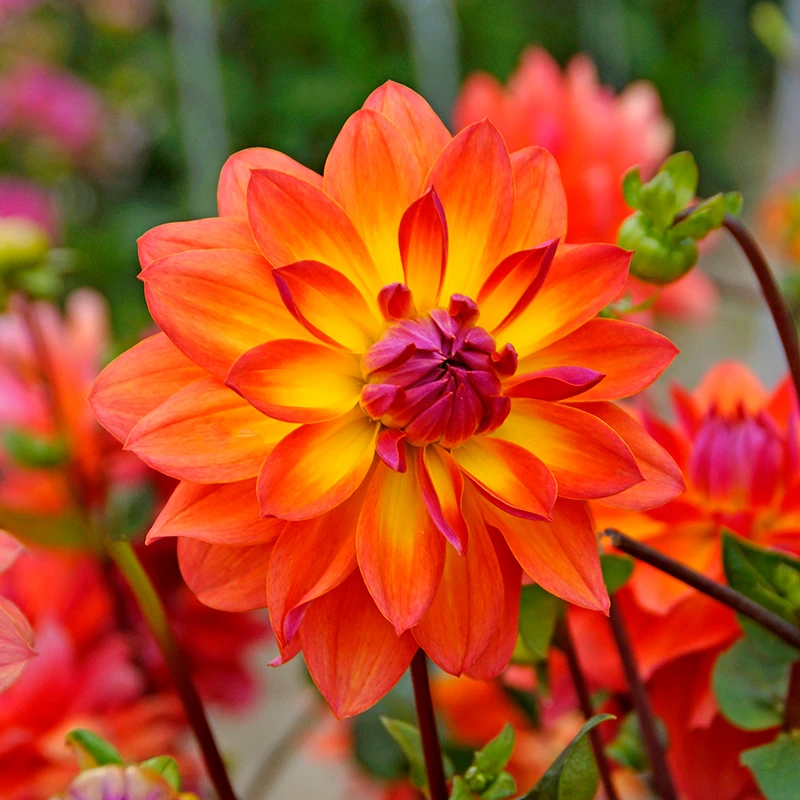 'Firepot' Dahlia - Image 3