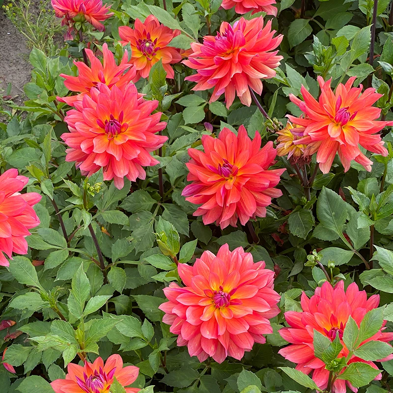 'Firepot' Dahlia - Image 4