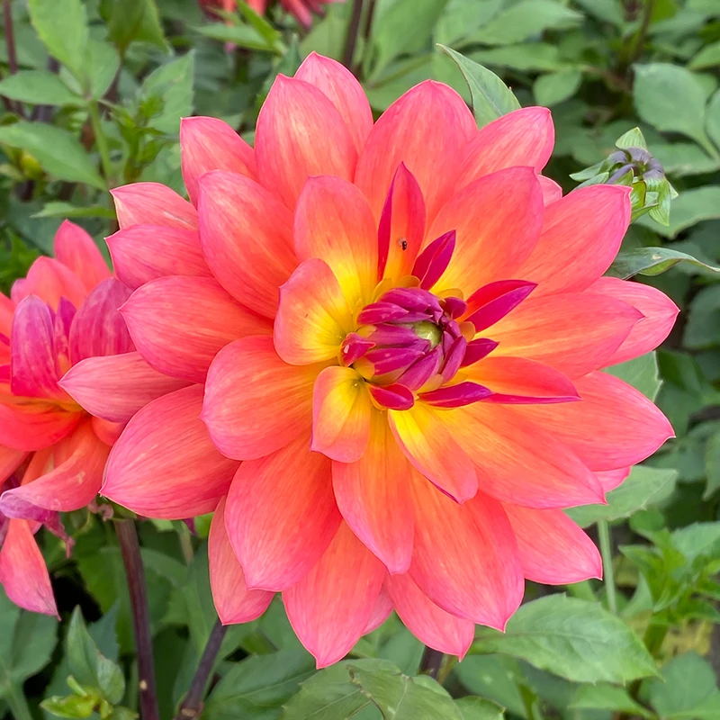 'Firepot' Dahlia - Image 5