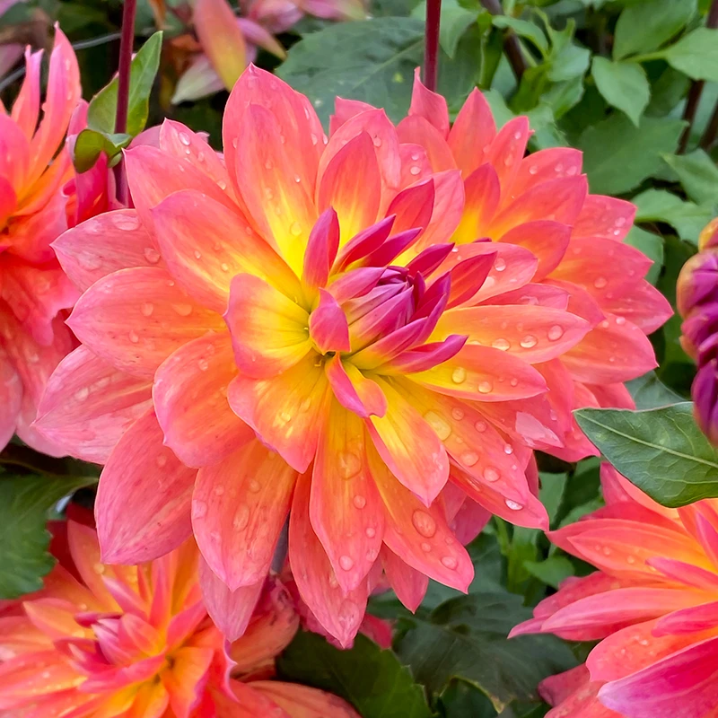 'Firepot' Dahlia - Image 6