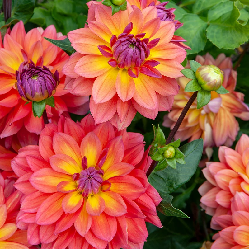 'Firepot' Dahlia - Image 7