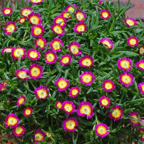Wheels Of Wonder® Hot Pink Wonder Ice Plant - Image 2