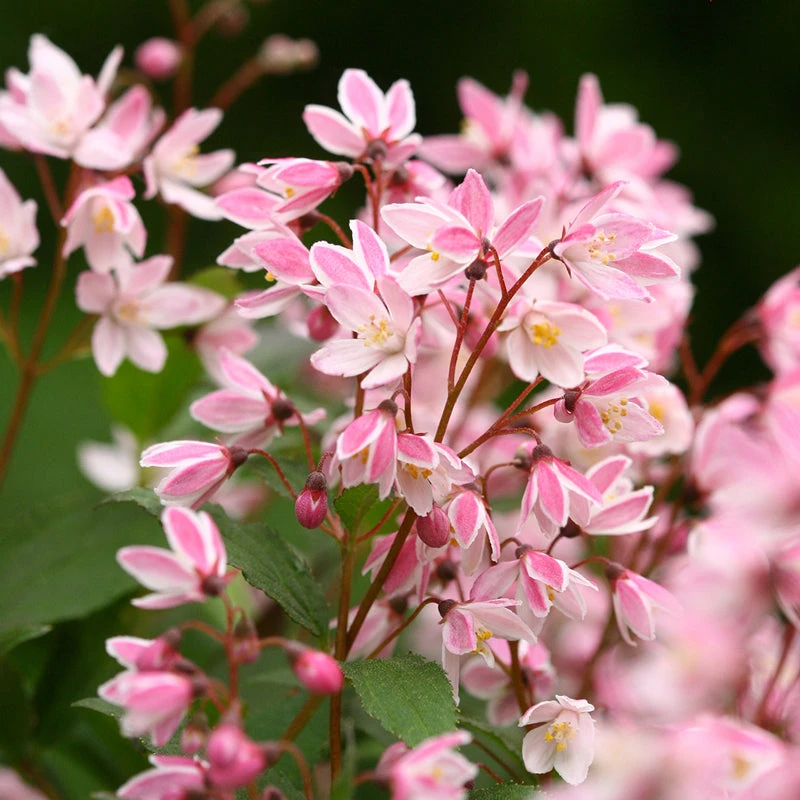 Yuki Cherry Blossom® Deutzia