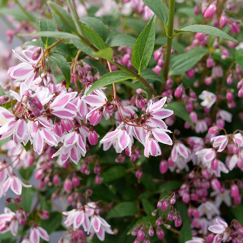 Yuki Kabuki™ Deutzia - Image 4