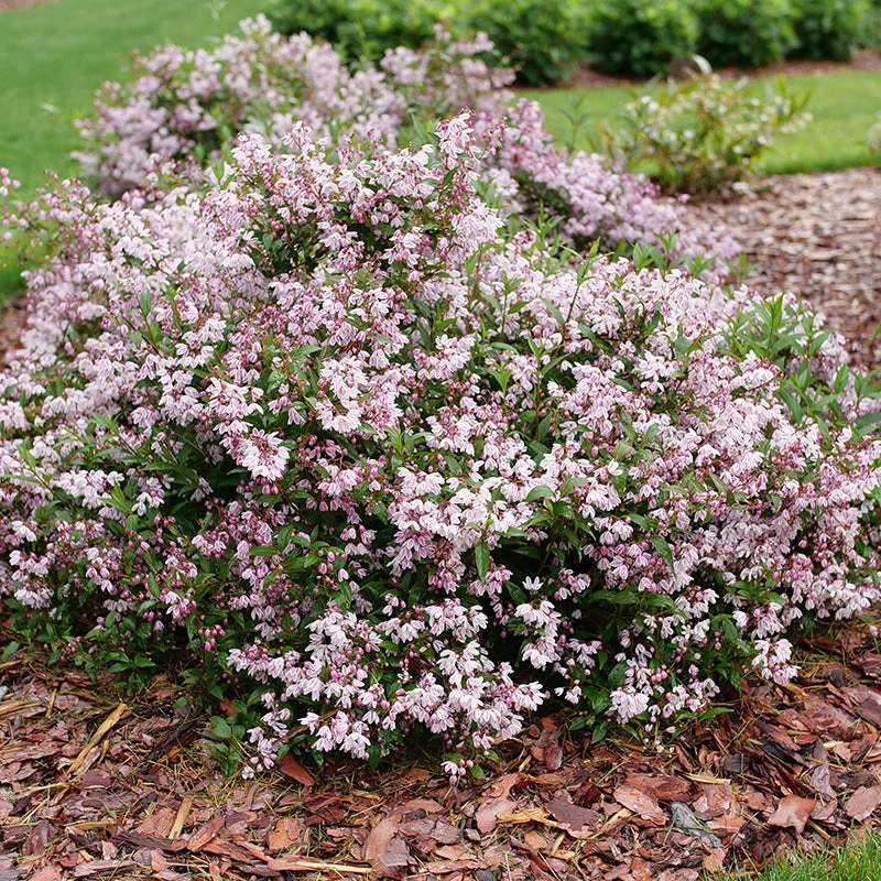 Yuki Kabuki™ Deutzia