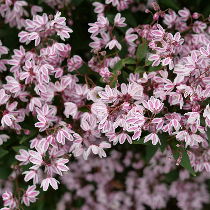 Yuki Kabuki™ Deutzia - Image 3