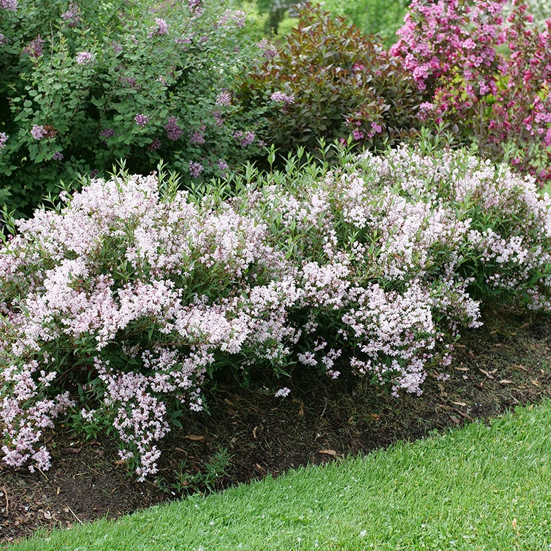 Yuki Kabuki™ Deutzia - Image 2