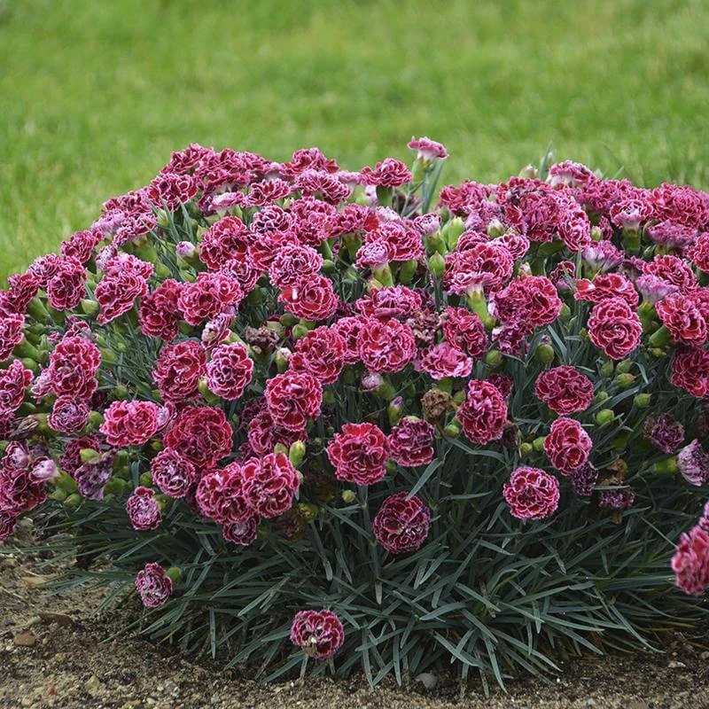 Fruit Punch® 'Cherry Vanilla' Dianthus - Image 4