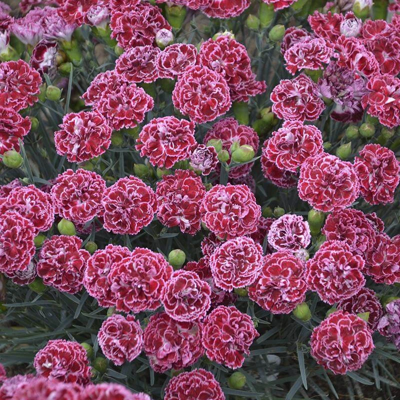 Fruit Punch® 'Cherry Vanilla' Dianthus - Image 3