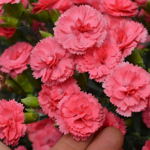 Fruit Punch® 'Classic Coral' Dianthus - Image 2