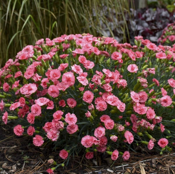Fruit Punch® 'Classic Coral' Dianthus