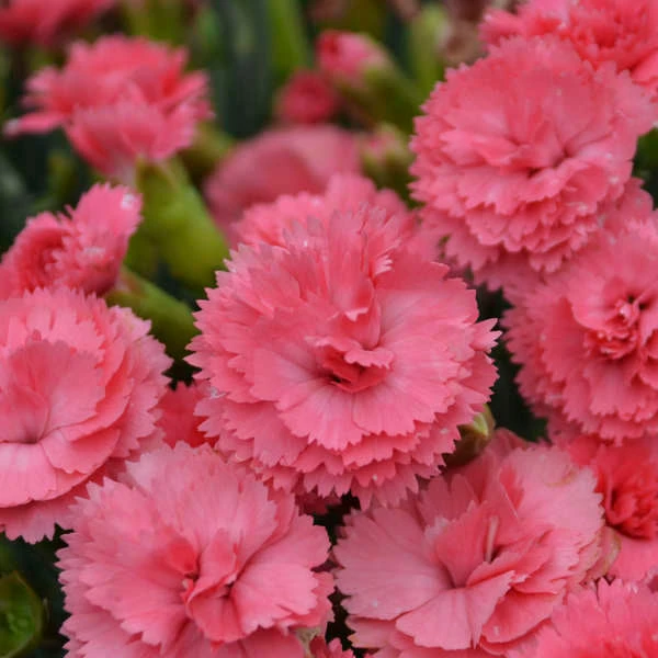 Fruit Punch® 'Classic Coral' Dianthus - Image 3