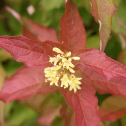 Kodiak® Orange Diervilla