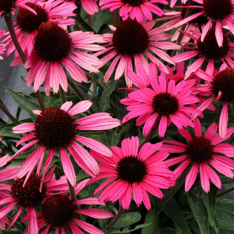 Dark Shadows™ 'Wicked' Coneflower