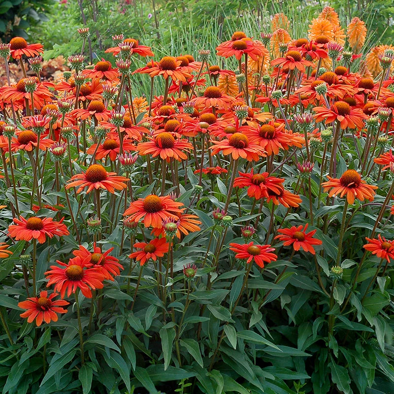 Kismet® Intense Orange Coneflower