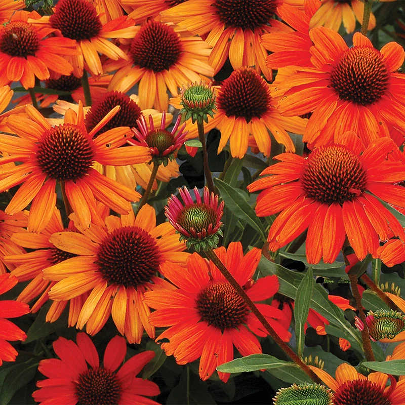 Kismet® Intense Orange Coneflower - Image 2