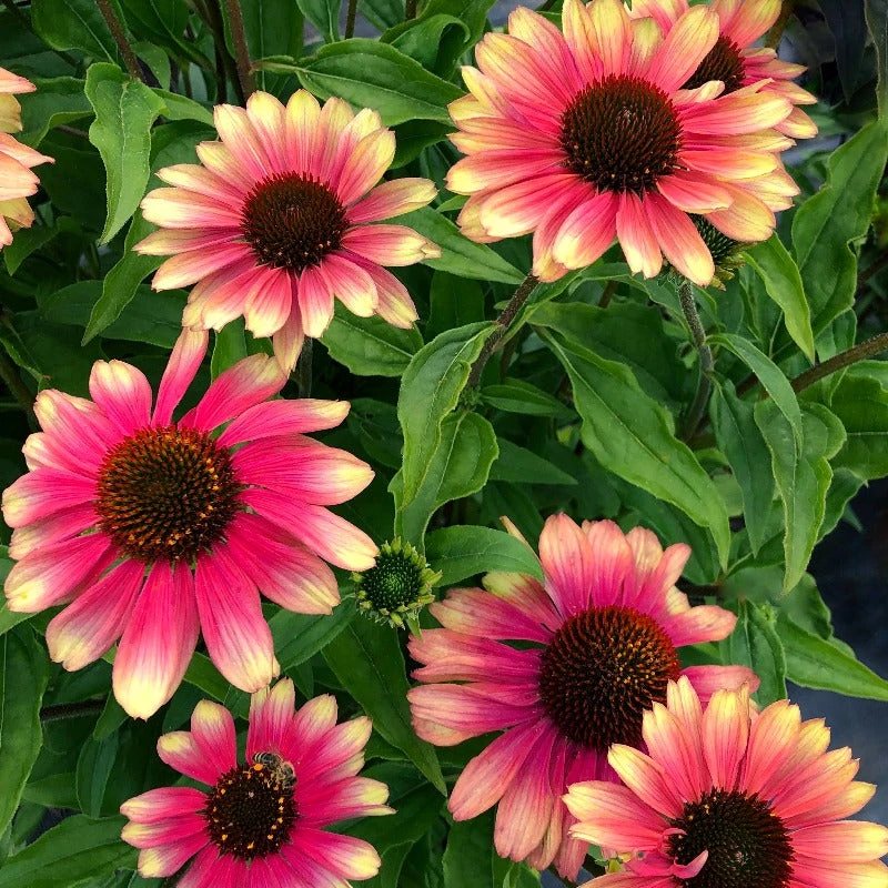 Kismet® 'Pink Lemonade' Coneflower - Image 2